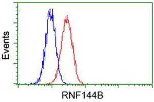 Image no. 3 for anti-Ring Finger Protein 144B (RNF144B) (AA 1-256) antibody (ABIN1490644) (RNF144B Antikörper  (AA 1-256))