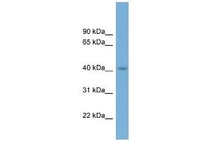 CGRRF1 antibody used at 1 ug/ml to detect target protein.