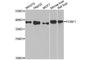 Western blot analysis of extracts of various cell lines, using PCBP1 antibody (ABIN5998462) at 1/1000 dilution. (PCBP1 Antikörper)