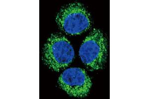 Immunofluorescence (IF) image for anti-Glutaminase (GLS) antibody (ABIN2930781) (Glutaminase Antikörper)