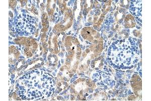 LRPAP1 antibody was used for immunohistochemistry at a concentration of 4-8 ug/ml to stain Epithelial cells of renal tubule (arrows) in Human Kidney. (LRPAP1 Antikörper  (C-Term))
