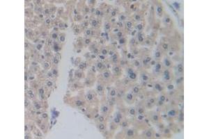 IHC-P analysis of Mouse Tissue, with DAB staining. (PPARD Antikörper  (AA 29-147))