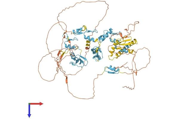 E4F1 Protein (AA 1-784) (His tag)