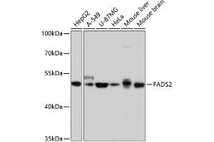 Western blot analysis of extracts of various cell lines using FADS2 Polyclonal Antibody at dilution of 1:1000. (FADS2 Antikörper)