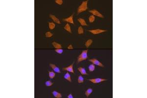 Immunofluorescence analysis of HeLa cells using eEF1G Rabbit mAb (ABIN7267024) at dilution of 1:100 (40x lens). (EEF1G Antikörper)