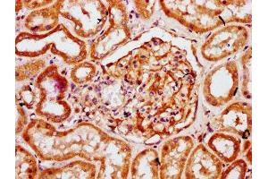 IHC image of ABIN7142464 diluted at 1:300 and staining in paraffin-embedded human kidney tissue performed on a Leica BondTM system. (HOGA1 Antikörper  (AA 1-164))