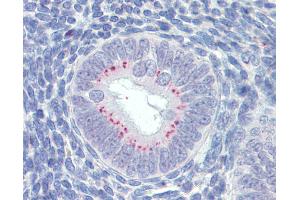 Anti-SFRP1 antibody IHC of human uterus. (SFRP1 Antikörper  (AA 171-183))