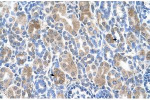 Human kidney (SLC36A3 Antikörper  (N-Term))