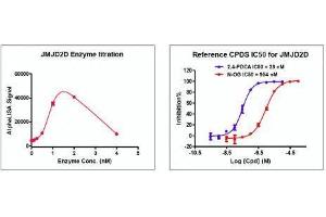 Screening Assay (ScA) image for Lysine (K)-Specific Demethylase 4D (KDM4D) protein (DYKDDDDK Tag) (ABIN2669707)