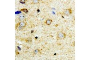 Immunohistochemical analysis of NFU1 staining in mouse brain formalin fixed paraffin embedded tissue section. (NFU1 Antikörper)