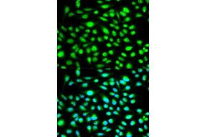 Immunofluorescence (IF) image for anti-Cyclin H (CCNH) (AA 1-323) antibody (ABIN3021259) (Cyclin H Antikörper  (AA 1-323))