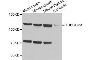 Western blot analysis of extract of various cells, using TUBGCP3 antibody. (TUBGCP3 Antikörper)