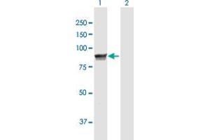 Western Blot analysis of MPP5 expression in transfected 293T cell line by MPP5 MaxPab polyclonal antibody. (MPP5 Antikörper  (AA 1-675))