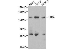 Western blot analysis of extracts of various cell lines, using LIG4 antibody. (LIG4 Antikörper  (AA 612-911))