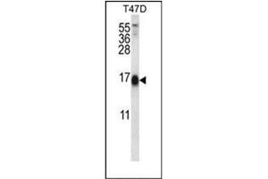 Western blot analysis of SKA2 Antibody (N-term) in T47D cell line lysates (35ug/lane). (FAM33A Antikörper  (N-Term))
