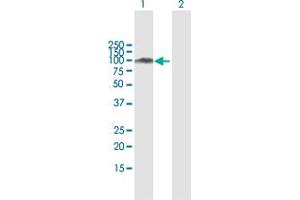 Western Blot analysis of SATB1 expression in transfected 293T cell line by SATB1 MaxPab polyclonal antibody. (SATB1 Antikörper  (AA 1-763))