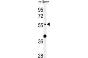 Western Blotting (WB) image for anti-Atlastin GTPase 3 (ATL3) antibody (ABIN3002117) (ATL3 Antikörper)