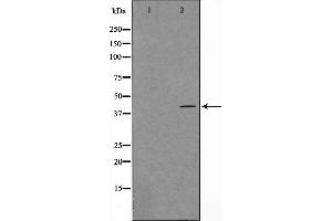 Western blot analysis on HuvEc cell lysate using Maf Antibody,The lane on the left is treated with the antigen-specific peptide. (MAF Antikörper  (C-Term))