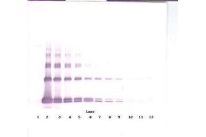 Image no. 4 for anti-Interleukin 33 (IL33) antibody (ABIN465632) (IL-33 Antikörper)