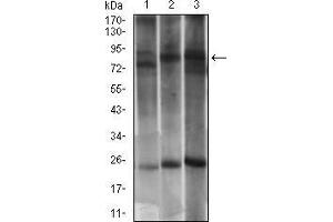 Western blot analysis using DNM1L mouse mAb against PC-12 (1), LNCAP (2) and NIH/3T3 (3) cell lysate. (Dynamin 1-Like Antikörper  (AA 69-213))
