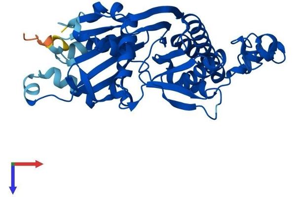PANK3 Protein (AA 1-370) (His tag)