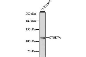 Western blot analysis of extracts of U-251MG cells, using OTUD7A antibody (ABIN6290235) at 1:1000 dilution. (OTUD7A Antikörper)