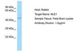 Image no. 1 for anti-Notchless Homolog 1 (NLE1) (C-Term) antibody (ABIN6750002) (NLE1 Antikörper  (C-Term))