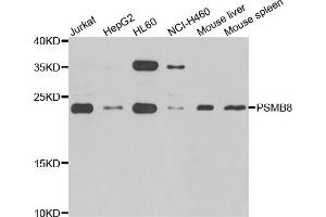 Western blot analysis of extracts of various cell lines, using PSMB8 antibody (ABIN5975113) at 1/1000 dilution. (PSMB8 Antikörper)