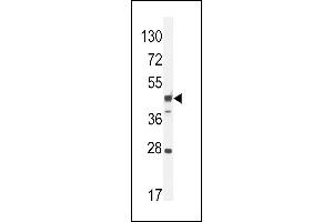 RILPL1 Antibody (C-term) (ABIN654255 and ABIN2844075) western blot analysis in mouse heart tissue lysates (35 μg/lane). (RILPL1 Antikörper  (C-Term))