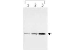 Western blot analysis of YWHAG in HeLa cell lysate (Lane1), and bengamide treated lysates (Lane 2 and 4, for 8h and 24h, respectively) with YWHAG monoclonal antibody, clone HS23 . (14-3-3 gamma Antikörper)