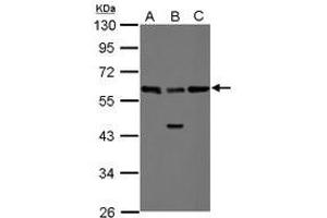 Image no. 2 for anti-RAD23 Homolog B (RAD23B) (AA 164-409) antibody (ABIN1500578) (RAD23B Antikörper  (AA 164-409))