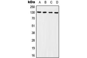 Western blot analysis of p130 Cas (pY249) expression in HEK293T EGF-treated (A), NIH3T3 EGF-treated (B), Raw264. (BCAR1 Antikörper  (pTyr249))