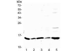 Western blot testing of 1) rat stomach, 2) rat ovary, 3) rat testis, 4) mouse kidney and 5) human HeLa lysate with Galectin 1 antibody at 0. (LGALS1/Galectin 1 Antikörper)