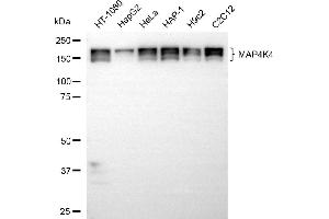 anti-Mitogen-Activated Protein Kinase Kinase Kinase Kinase 4 (MAP4K4) antibody