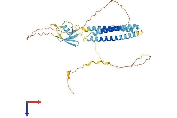 BAG1 Protein (AA 1-355) (His tag)