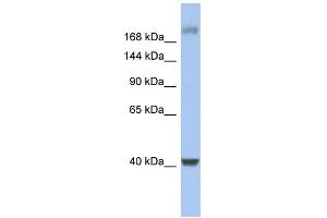 WB Suggested Anti-HCFC1 Antibody Titration:  0. (HCFC1 Antikörper  (Middle Region))