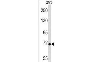 DMWD Antibody (C-term) (ABIN1537432 and ABIN2850216) western blot analysis in 293 cell line lysates (35 μg/lane). (DMWD Antikörper  (C-Term))