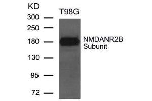 Western blot analysis of extract from T98G cells using NMDANR2B Subunit Antibody (GRIN2B Antikörper  (AA 1250-1254))
