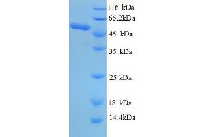 SDS-PAGE (SDS) image for Proteinase 3 (PRTN3) (AA 28-248) protein (GST tag) (ABIN6653943)
