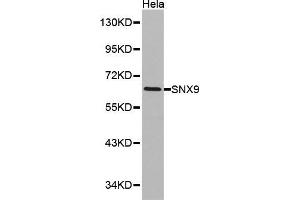 Western blot analysis of Hela cell lysate using SNX9 antibody. (SNX9 Antikörper  (AA 1-210))
