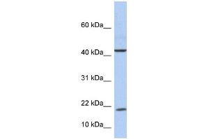 WB Suggested Anti-IL9 Antibody Titration: 0. (IL-9 Antikörper  (Middle Region))