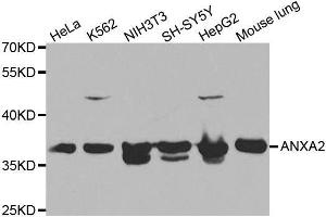 Western blot analysis of extracts of various cell lines, using ANXA2 antibody. (Annexin A2 Antikörper)