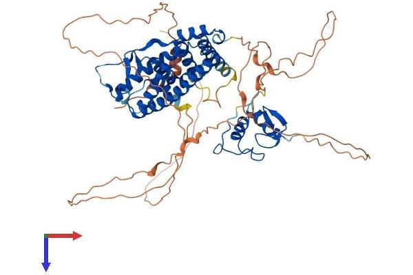Estrogen Receptor alpha Protein (AA 1-595) (His tag)