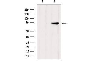 Western blot analysis of extracts from Mouse brain, using Eps8L3 Antibody. (EPS8-Like 3 Antikörper)