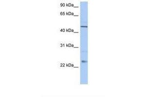 TMCO1 Antikörper  (C-Term)