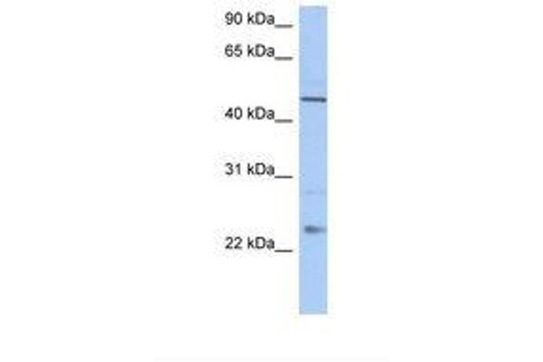 TMCO1 Antikörper  (C-Term)