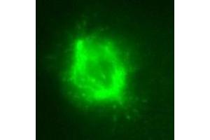 KT36 immunofluorescent staining for cell mitosis. (MAPRE3 Antikörper)