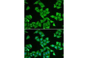 Immunofluorescence analysis of U2OS cells using COX5A antibody (ABIN6130953, ABIN6138912, ABIN6138913 and ABIN6222082). (COX5A Antikörper  (AA 1-150))