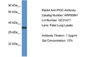 Western Blotting (WB) image for anti-Phosphatidylinositol Glycan C (PIGC) (C-Term) antibody (ABIN786290) (PIGC Antikörper  (C-Term))