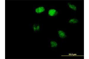 Immunofluorescence (IF) image for anti-Zinc Finger and BTB Domain Containing 3 (ZBTB3) (AA 1-574) antibody (ABIN529089)